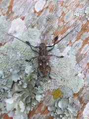 Steirastoma histrionicum