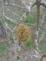 Teloschistes exilis