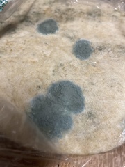 Penicillium digitatum