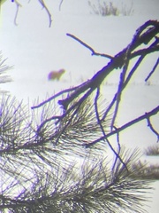 Cynomys parvidens