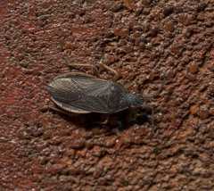 Encedonia mutica