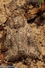 Mythimna languida