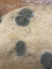 Penicillium digitatum