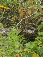 Melanerpes