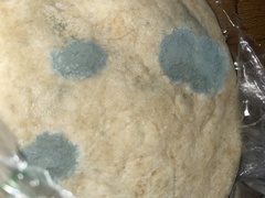 Penicillium digitatum