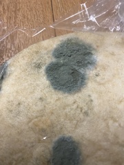 Penicillium digitatum