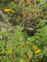 Melanerpes