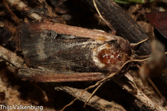 Ochropleura leucogaster