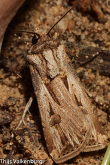 Agrotis spinifera