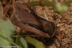 Ochropleura leucogaster