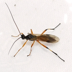 Aleiodes terminalis