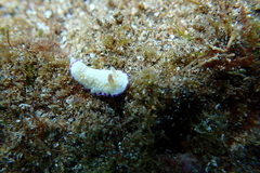 Goniobranchus albopustulosus