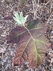 Hydrangea quercifolia