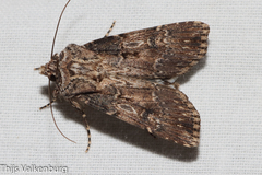 Agrotis catalaunensis