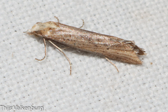 Cochylimorpha decolorella