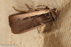 Ochropleura leucogaster