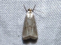 Argyria gonogramma
