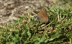 Satyrium w-album
