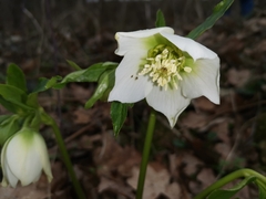 Helleborus orientalis