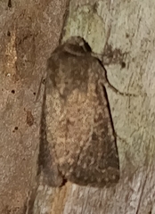 Eriopygini