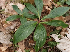 Helleborus orientalis