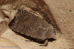 Caradrina