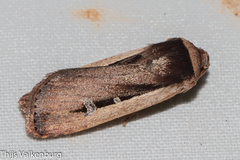 Ochropleura leucogaster