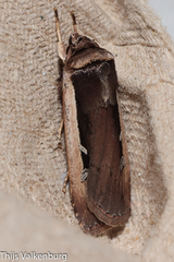 Ochropleura leucogaster