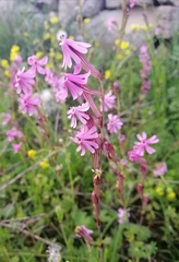 Silene colorata