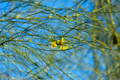 Parkinsonia