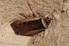 Ochropleura leucogaster