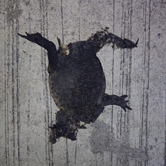 Duttaphrynus melanostictus