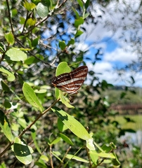 Adelpha syma