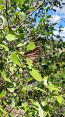 Adelpha syma