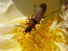 Anogcodes rufiventris