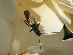 Anogcodes rufiventris