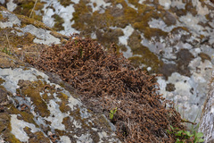 Polypodium glycyrrhiza