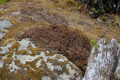 Polypodium glycyrrhiza