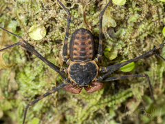 Phrynus pseudoparvulus