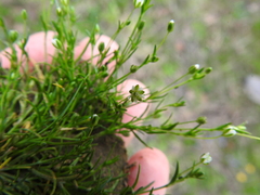 Sagina decumbens