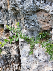 Crossopetalum rhacoma