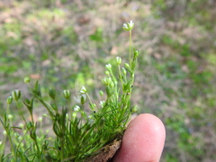 Sagina decumbens