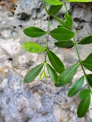 Crossopetalum rhacoma