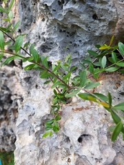 Crossopetalum rhacoma