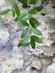 Crossopetalum rhacoma