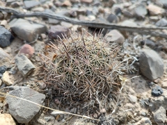 Coryphantha delicata