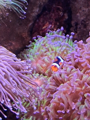 Amphiprion percula