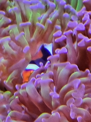 Amphiprion percula
