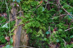 Thuidium