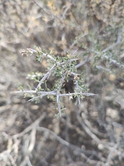 Condalia warnockii